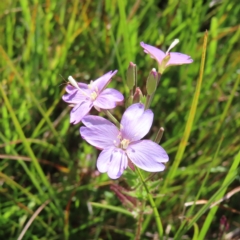 Epilobium billardiereanum subsp. hydrophilum at Paddys River, ACT - 15 Feb 2023 by MatthewFrawley