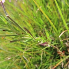 Epilobium billardiereanum subsp. hydrophilum at Paddys River, ACT - 16 Feb 2023 10:46 AM