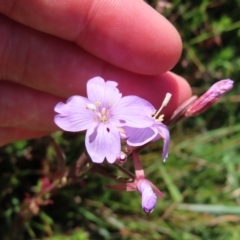 Epilobium billardiereanum subsp. hydrophilum at Paddys River, ACT - 16 Feb 2023 10:46 AM