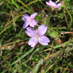 Epilobium billardiereanum subsp. hydrophilum at Paddys River, ACT - 16 Feb 2023