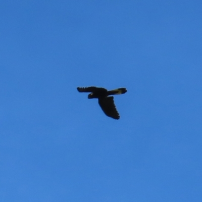 Zanda funerea (Yellow-tailed Black-Cockatoo) at Paddys River, ACT - 16 Feb 2023 by MatthewFrawley