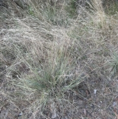 Eragrostis curvula (African Lovegrass) at Aranda Bushland - 16 Feb 2023 by lbradley