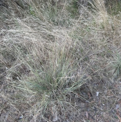 Eragrostis curvula (African Lovegrass) at Aranda Bushland - 16 Feb 2023 by lbradley