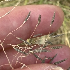 Eragrostis curvula at Aranda, ACT - 16 Feb 2023