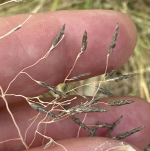 Eragrostis curvula at Aranda, ACT - 16 Feb 2023