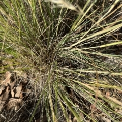 Eragrostis curvula at Aranda, ACT - 16 Feb 2023