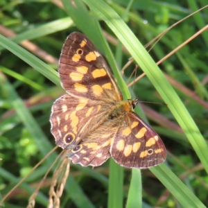 Oreixenica kershawi at Paddys River, ACT - 16 Feb 2023 11:01 AM