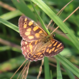 Oreixenica kershawi at Paddys River, ACT - 16 Feb 2023 11:01 AM