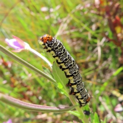 Phalaenoides tristifica (Willow-herb Day-moth) at Namadgi National Park - 15 Feb 2023 by MatthewFrawley