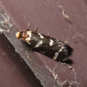 Lepidoscia confluens at Flynn, ACT - 15 Feb 2023 02:51 PM