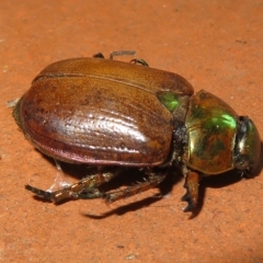 Anoplognathus brunnipennis (Green-tailed Christmas beetle) at Flynn, ACT - 17 Feb 2023 by Christine