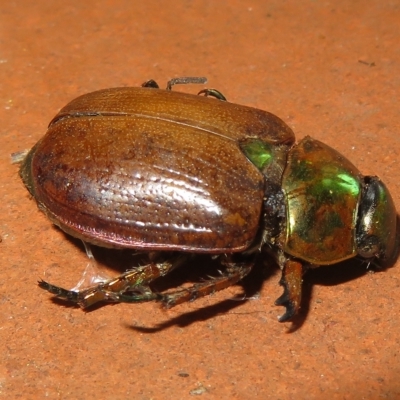 Anoplognathus brunnipennis (Green-tailed Christmas beetle) at Flynn, ACT - 16 Feb 2023 by Christine