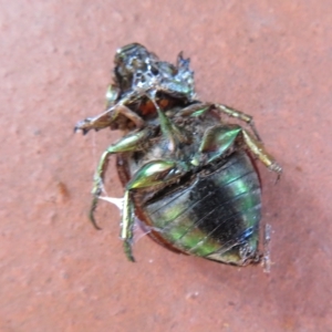 Anoplognathus brunnipennis at Flynn, ACT - 17 Feb 2023 08:35 AM