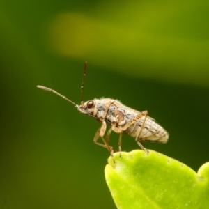 Nysius vinitor at Murrumbateman, NSW - 16 Feb 2023