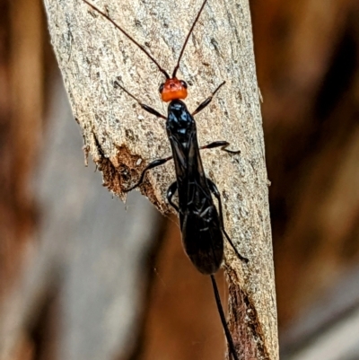 Braconidae (family) (Unidentified braconid wasp) at Lions Youth Haven - Westwood Farm - 16 Feb 2023 by HelenCross