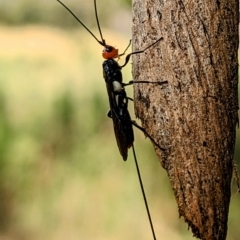 Braconidae (family) at Kambah, ACT - 17 Feb 2023