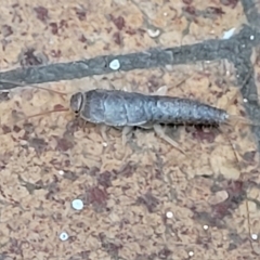 Heterolepismatinae (subfamily) at Lyneham, ACT - 17 Feb 2023 10:00 AM