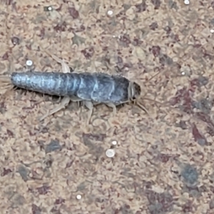 Heterolepismatinae (subfamily) at Lyneham, ACT - 17 Feb 2023 10:00 AM