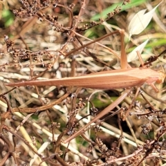 Polichne parvicauda (Short-tailed Polichne) at The Pinnacle - 16 Feb 2023 by trevorpreston