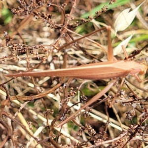 Polichne parvicauda at Weetangera, ACT - 16 Feb 2023 04:30 PM