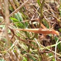 Polichne parvicauda at Weetangera, ACT - 16 Feb 2023 04:30 PM