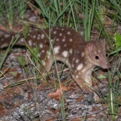 Dasyurus maculatus (Spotted-tailed Quoll) at Boonoo Boonoo National Park - 21 Feb 2021 by michaelb