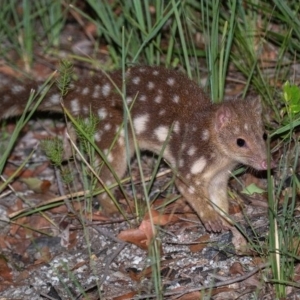 Dasyurus maculatus (Spotted-tailed Quoll) at Boorook, NSW by michaelb