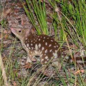 Dasyurus maculatus at Boorook, NSW - 21 Feb 2021 10:43 PM