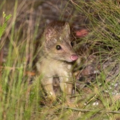 Dasyurus maculatus at Boorook, NSW - 21 Feb 2021 10:43 PM