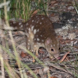 Dasyurus maculatus at Boorook, NSW - 21 Feb 2021 10:43 PM