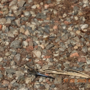 Orthetrum caledonicum at Oakdale, NSW - suppressed