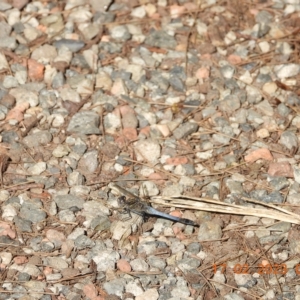 Orthetrum caledonicum at Oakdale, NSW - suppressed