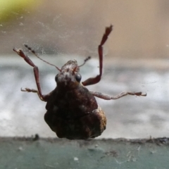 Araecerus palmaris (Dried Apple Weevil) at Charleys Forest, NSW - 16 Feb 2023 by arjay