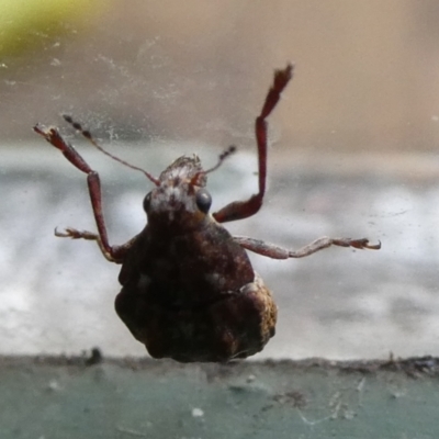 Araecerus palmaris (Dried Apple Weevil) at Charleys Forest, NSW - 16 Feb 2023 by arjay