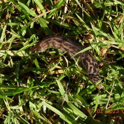 Limax maximus (Leopard Slug, Great Grey Slug) at Burragorang State Conservation Area - 16 Feb 2023 by bufferzone