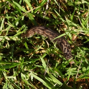 Limax maximus at Oakdale, NSW - 17 Feb 2023