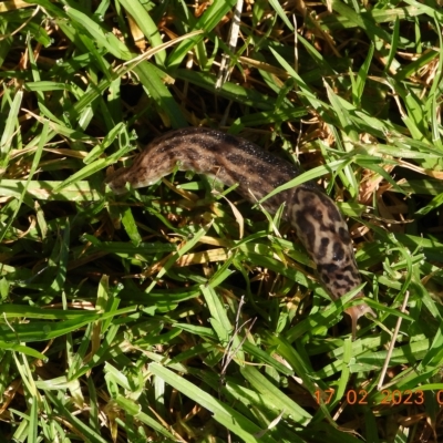 Limax maximus (Leopard Slug, Great Grey Slug) at Wollondilly Local Government Area - 16 Feb 2023 by bufferzone