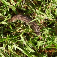 Limax maximus at Oakdale, NSW - 17 Feb 2023