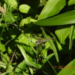 Orthetrum caledonicum (Blue Skimmer) at Wollondilly Local Government Area - 16 Feb 2023 by bufferzone