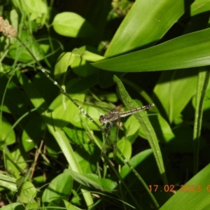 Orthetrum caledonicum at Oakdale, NSW - 17 Feb 2023