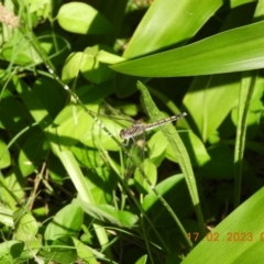 Orthetrum caledonicum at Oakdale, NSW - suppressed