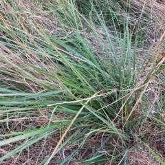 Nassella neesiana (Chilean Needlegrass) at The Fair, Watson - 16 Feb 2023 by waltraud