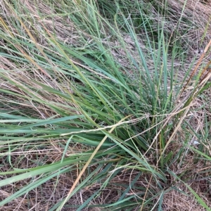 Nassella neesiana at Watson, ACT - 16 Feb 2023 06:59 PM