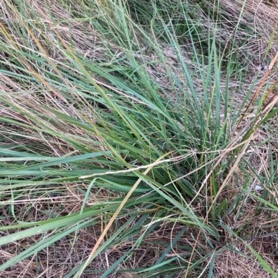 Nassella neesiana (Chilean Needlegrass) at Watson, ACT - 16 Feb 2023 by waltraud