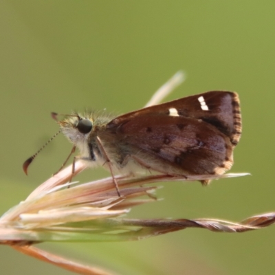 Dispar compacta (Barred Skipper) at Mongarlowe, NSW - 14 Feb 2023 by LisaH