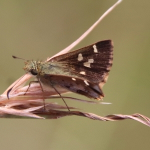 Dispar compacta at Mongarlowe, NSW - suppressed