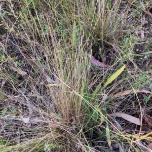 Nassella trichotoma at Watson, ACT - 16 Feb 2023