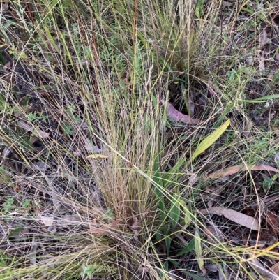 Nassella trichotoma (Serrated Tussock) at The Fair, Watson - 16 Feb 2023 by waltraud