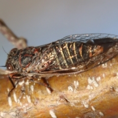 Atrapsalta sp. (genus) (Unidentified bark squeaker) at Mongarlowe River - 14 Feb 2023 by LisaH