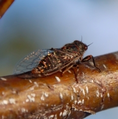 Atrapsalta sp. (genus) at Mongarlowe, NSW - 14 Feb 2023